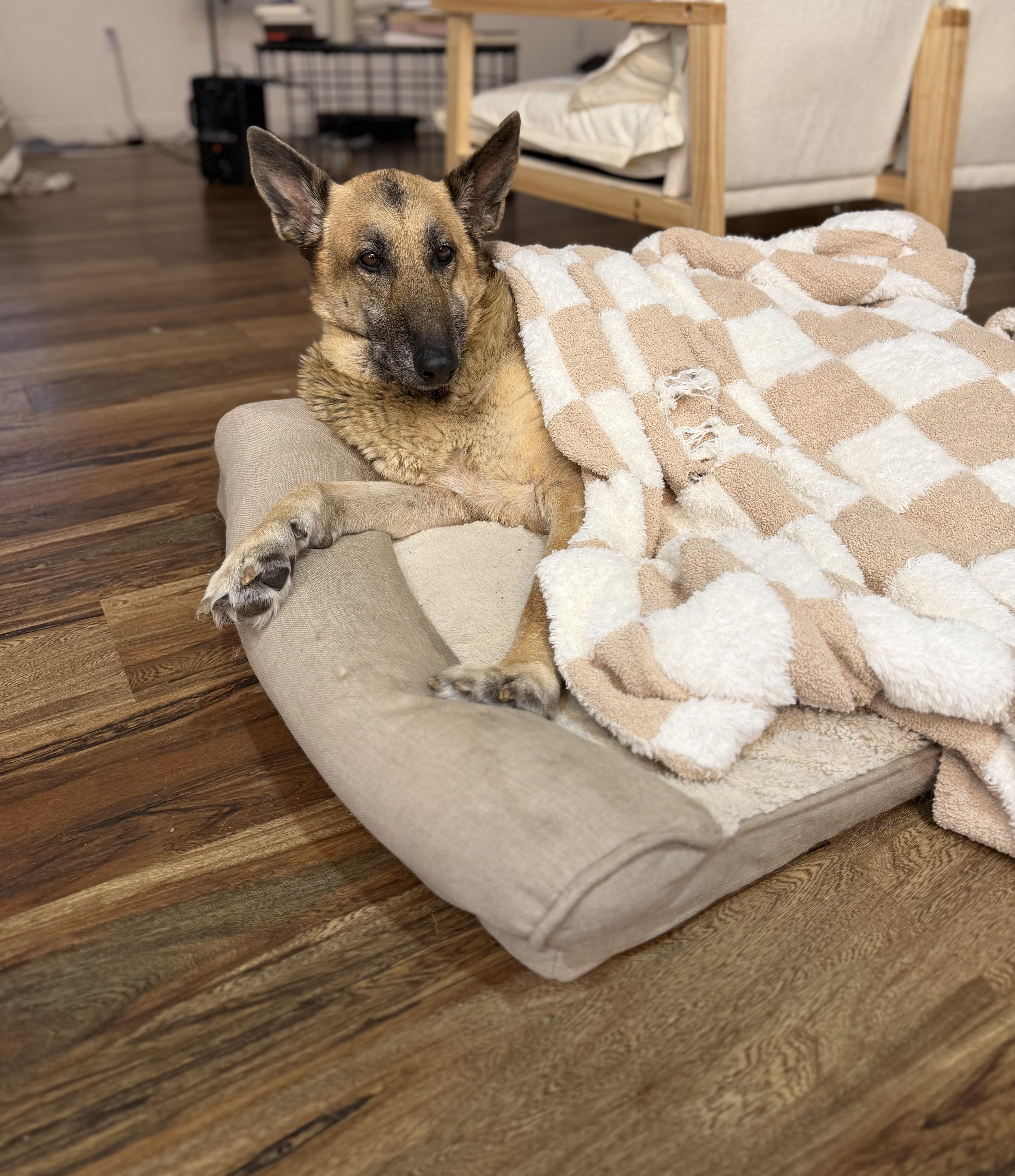 Bella, a ADOPTABLE German Shepherd Dog in Calabash, NC image 4/4