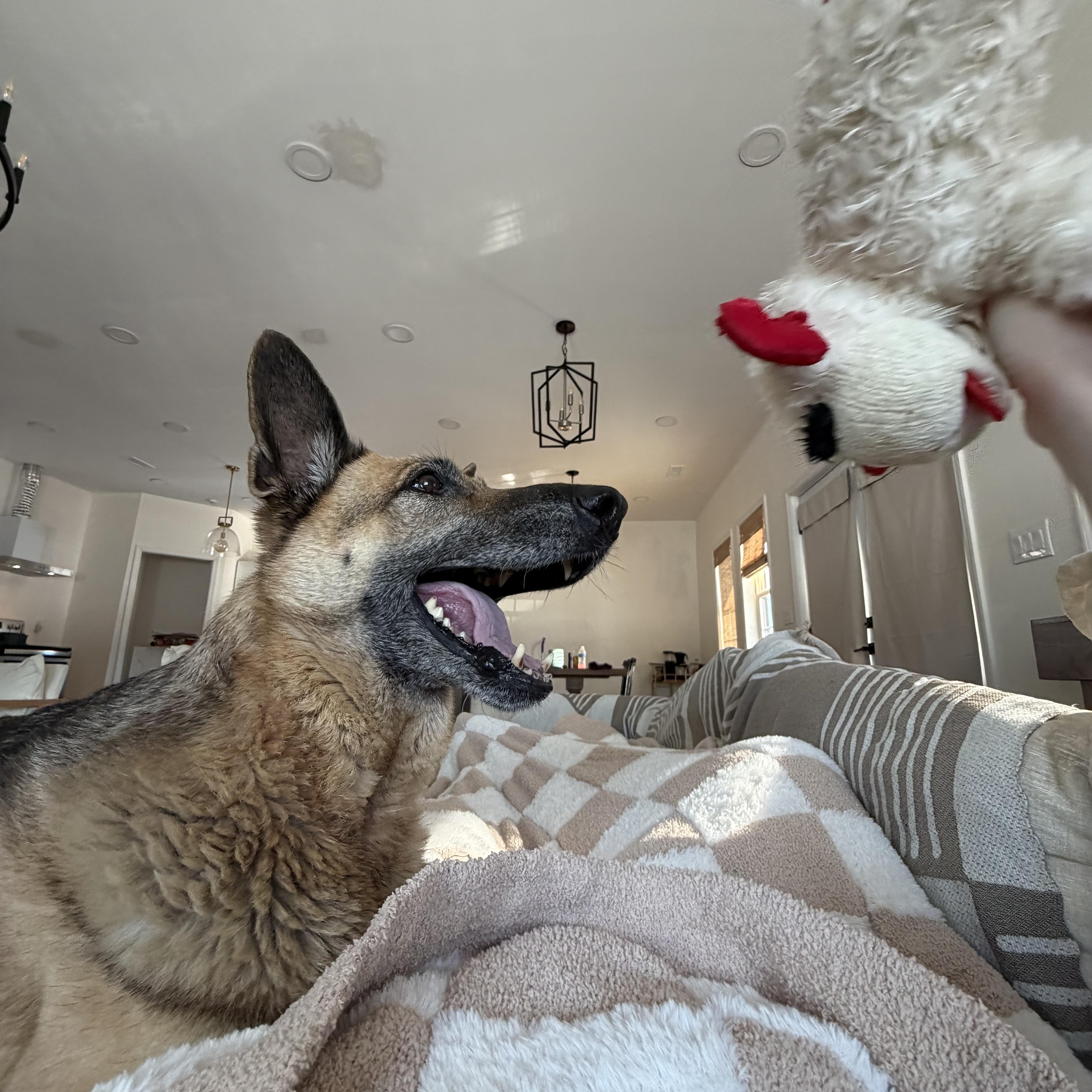 Bella, a ADOPTABLE German Shepherd Dog in Calabash, NC image 2/4