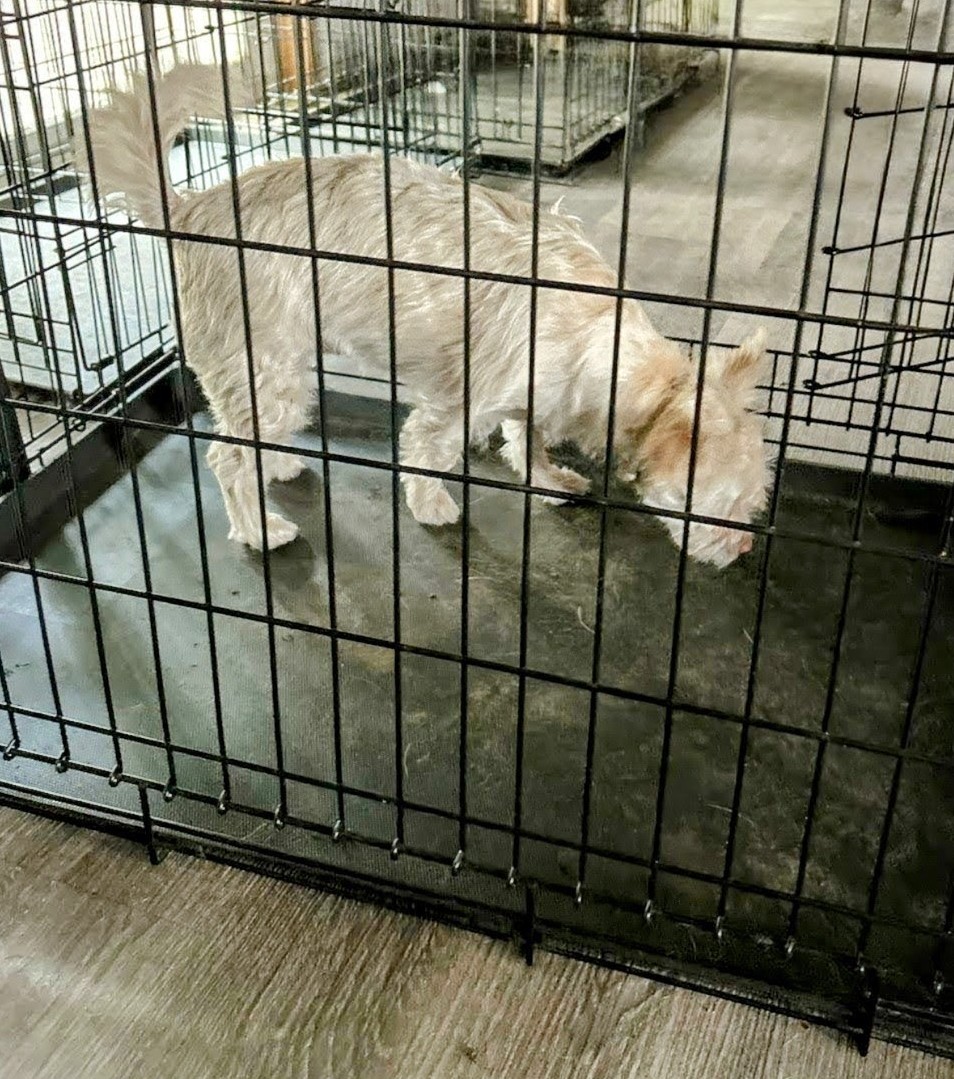 Susie Q, Adopted, Young Female Mixed Breed.