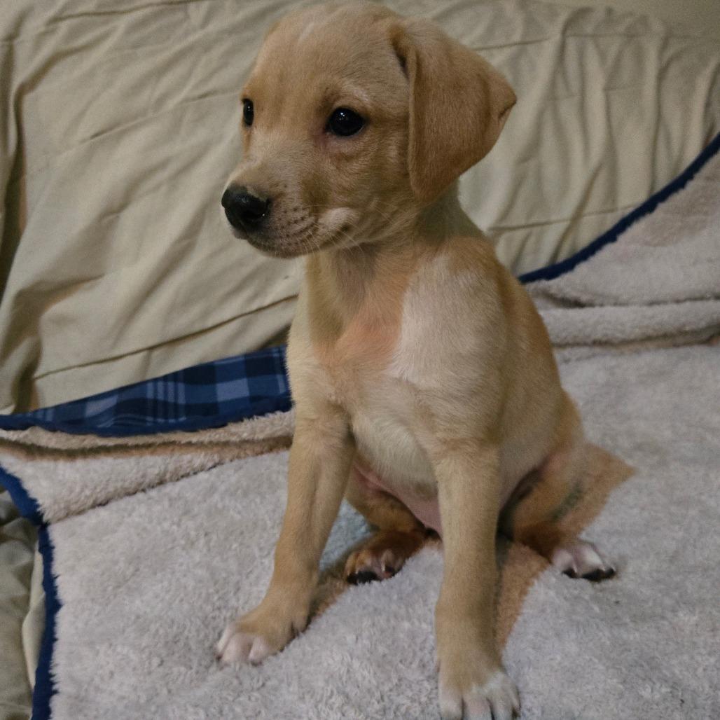 Hurricane (white toes and chevron), a Adoptable mixed breed in Southington, OH image 1/4