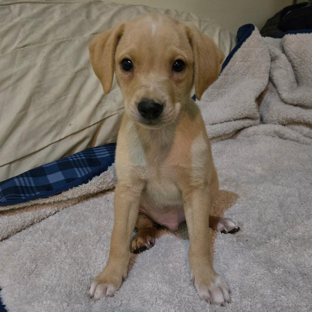 Hurricane (white toes and chevron), a Adoptable mixed breed in Southington, OH image 2/4