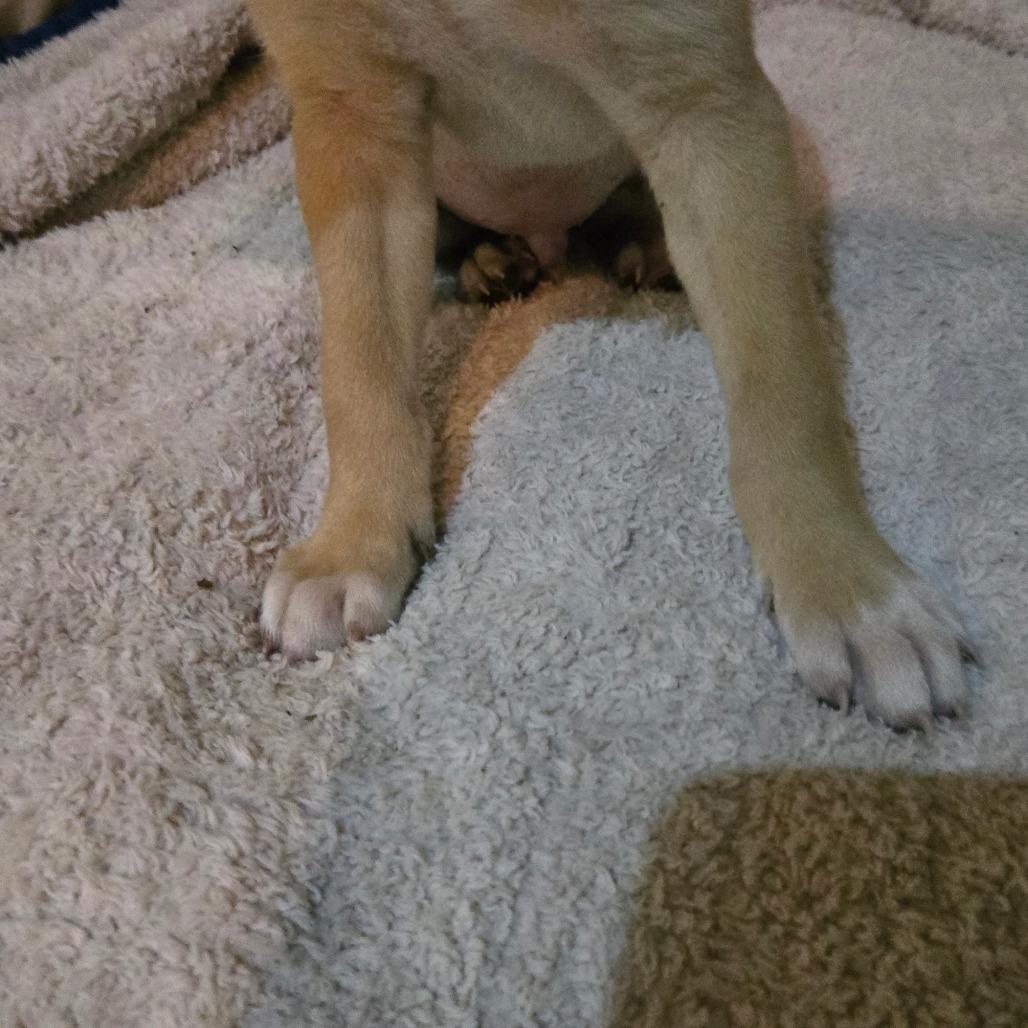 Hurricane (white toes and chevron), a Adoptable mixed breed in Southington, OH image 3/4