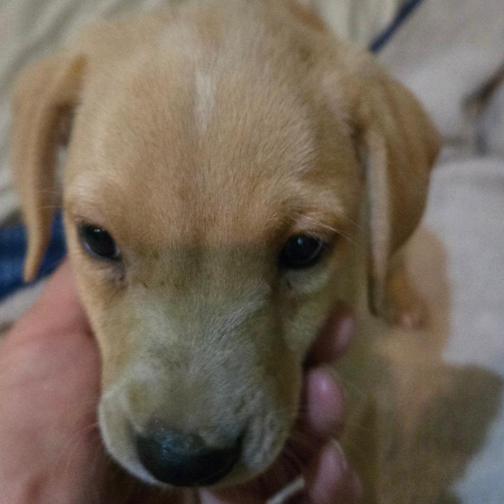 Hurricane (white toes and chevron), a Adoptable mixed breed in Southington, OH image 4/4