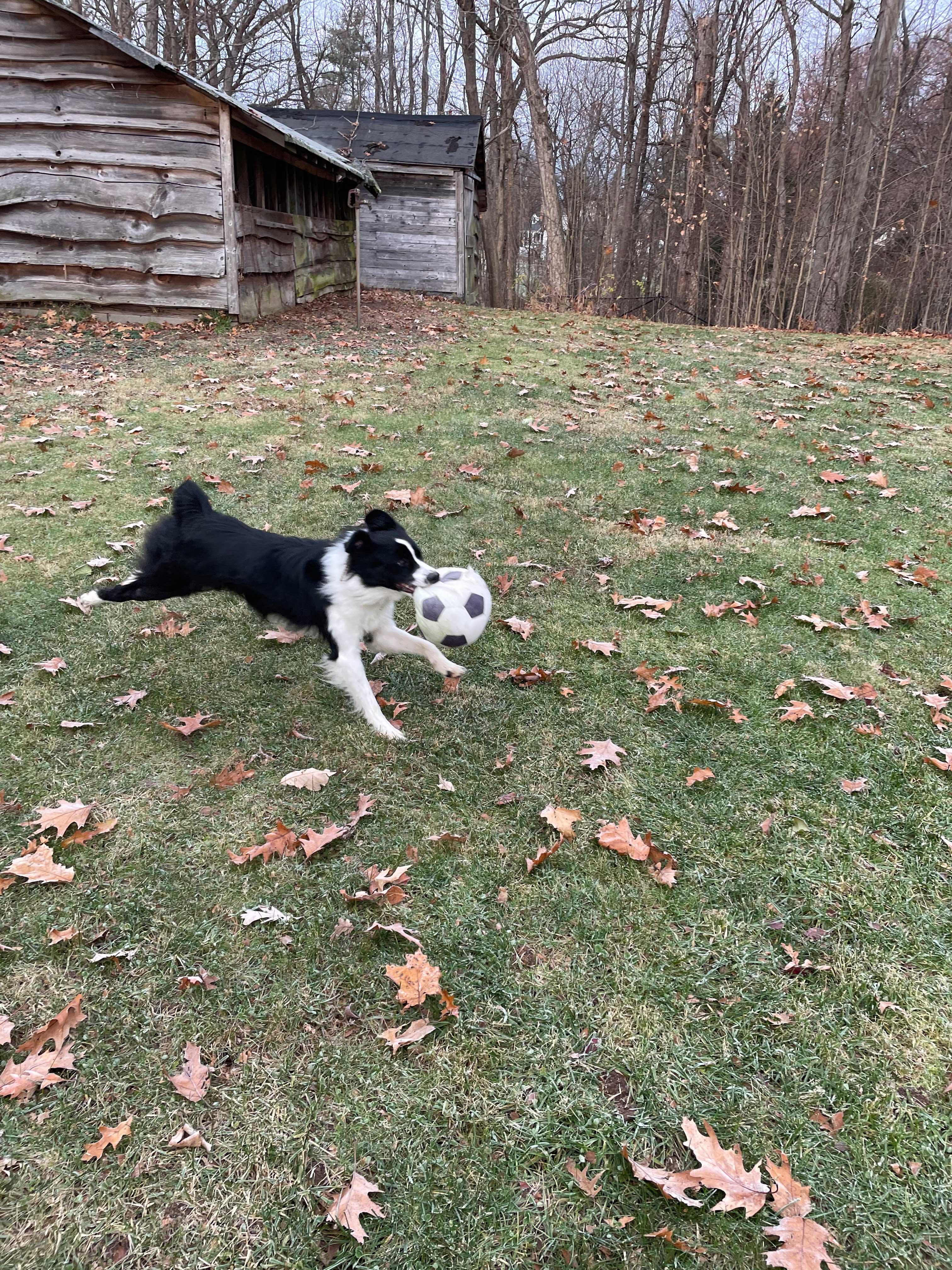 Griffin, an adopted Australian Shepherd in Barrington, NH image 3/4