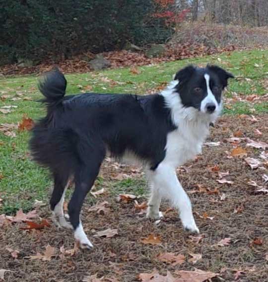 Griffin, an adopted Australian Shepherd in Barrington, NH image 1/4