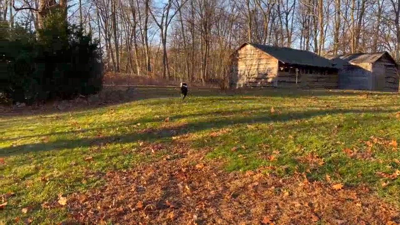 Enlarge Griffin, an adopted Australian Shepherd in Barrington, NH video 4/4