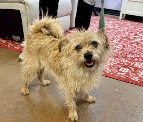 Floyd, ADOPTABLE, Young Male Terrier.