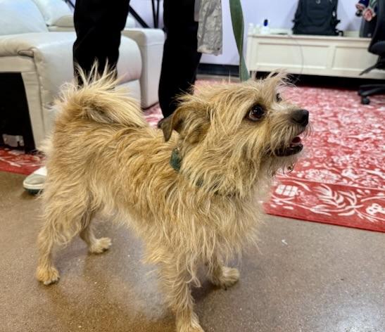 Enlarge Floyd, a ADOPTABLE Terrier in Walnut Creek, CA image 3/3