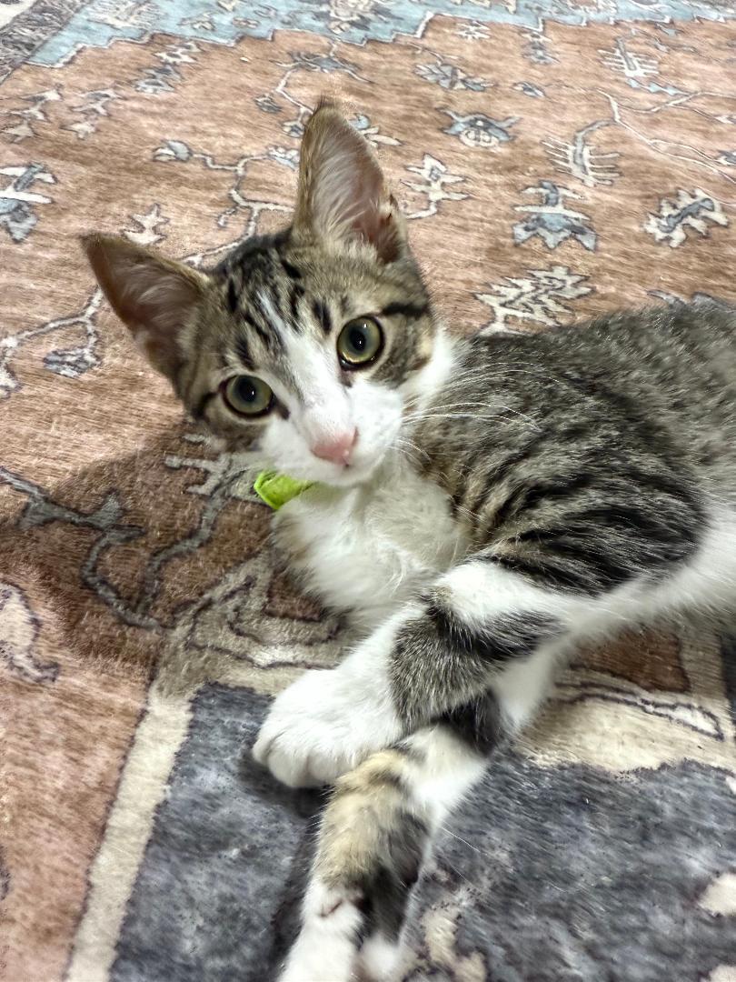 Hudson, adopted, Kitten Male Domestic Short Hair.