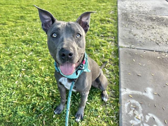 IANTE, Adoptable, Adult Male Pit Bull Terrier & Mixed Breed.