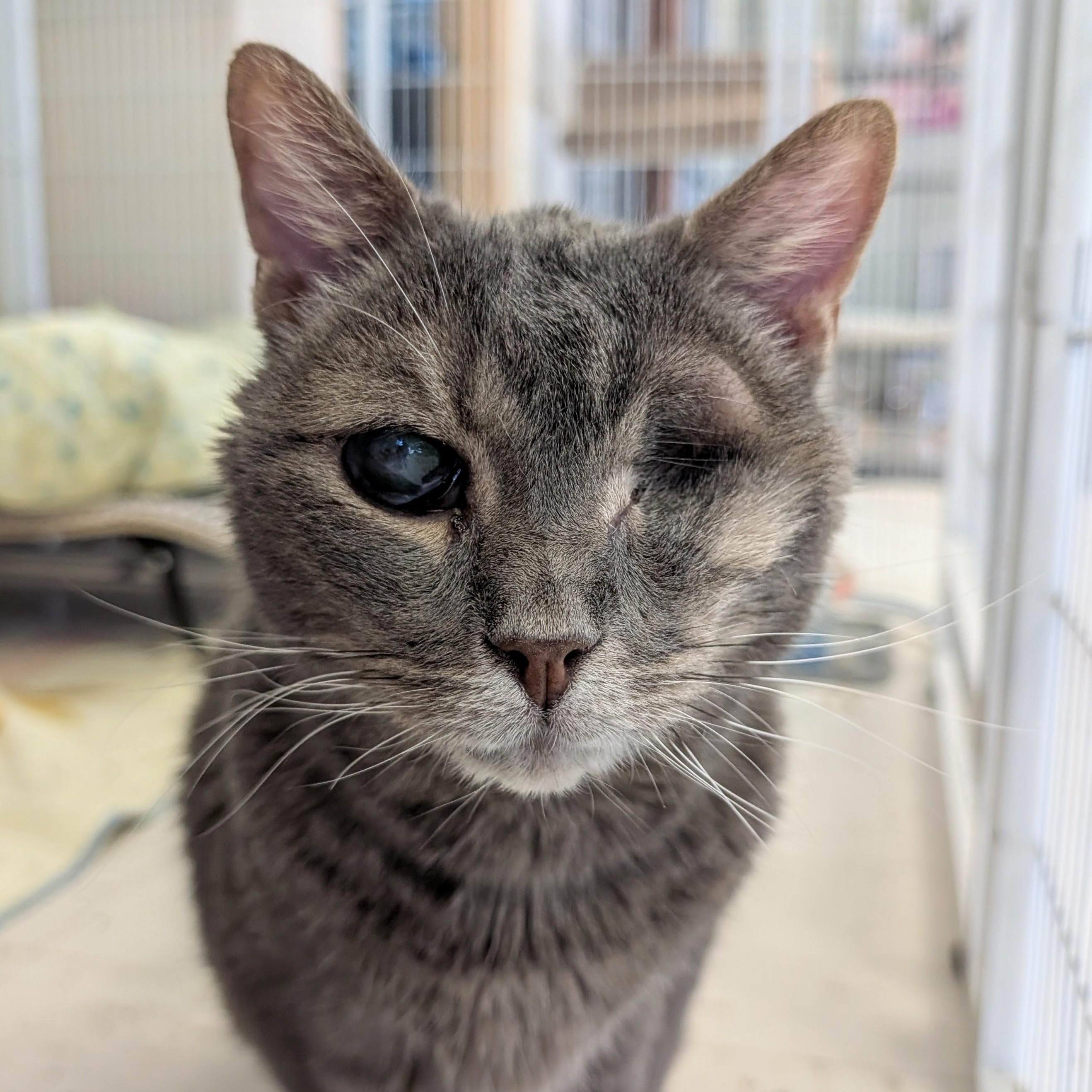Prism, ADOPTABLE, Senior Male Domestic Short Hair.