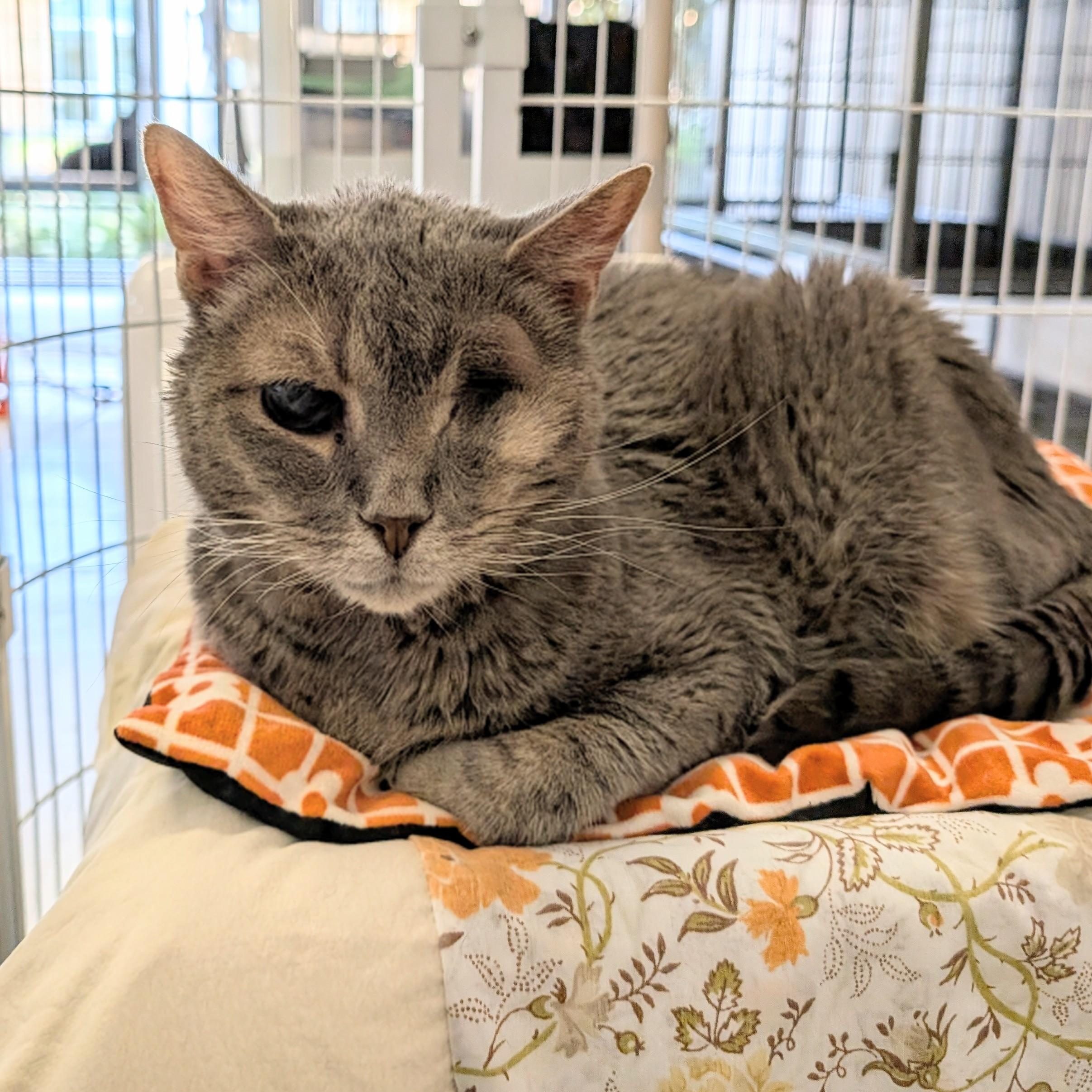 Enlarge Prism, a ADOPTABLE Domestic Short Hair in St. Louis, MO image 2/4