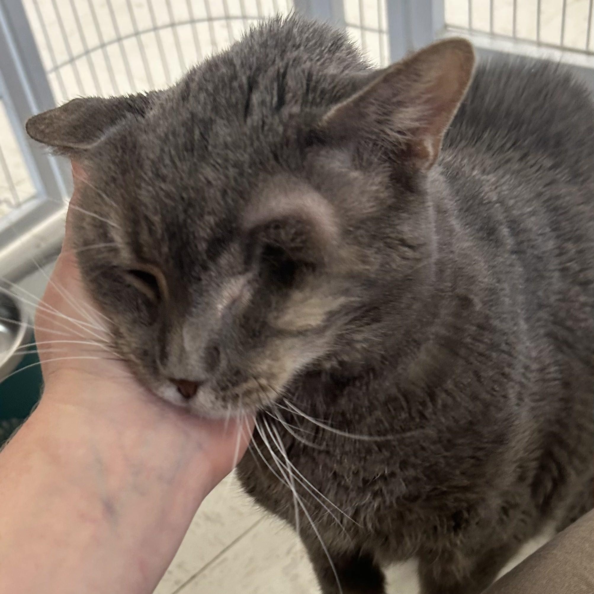 Enlarge Prism, a ADOPTABLE Domestic Short Hair in St. Louis, MO image 3/4