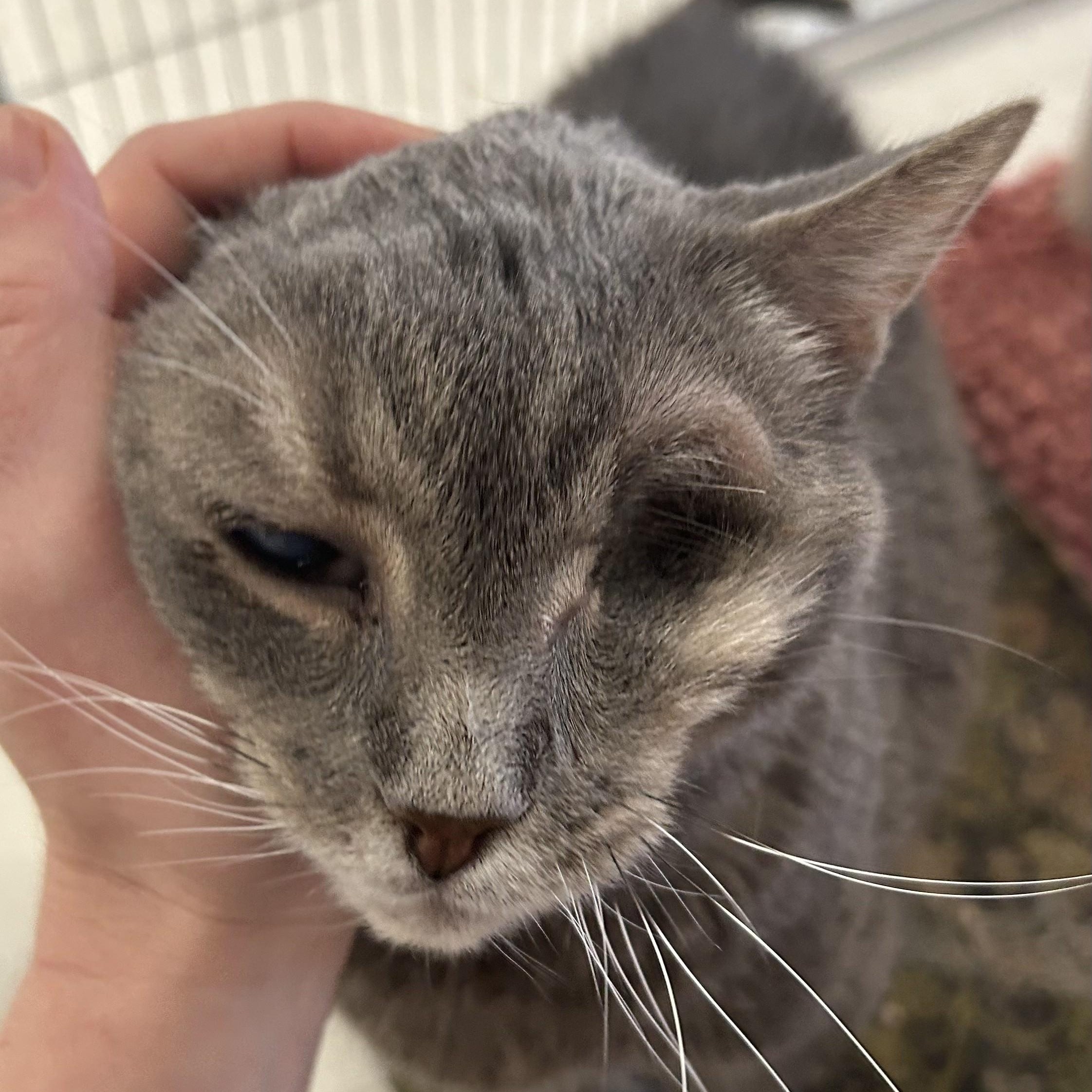 Enlarge Prism, a ADOPTABLE Domestic Short Hair in St. Louis, MO image 4/4