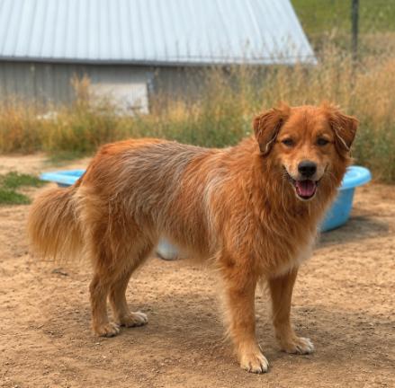 Enlarge Lacey, a ADOPTABLE mixed breed in Colville , WA image 2/3