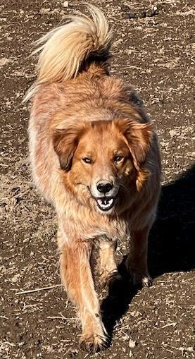 Lacey, ADOPTABLE, Young Female Great Pyrenees & Australian Cattle Dog / Blue Heeler.
