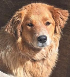 Enlarge Lacey, a ADOPTABLE mixed breed in Colville , WA image 3/3