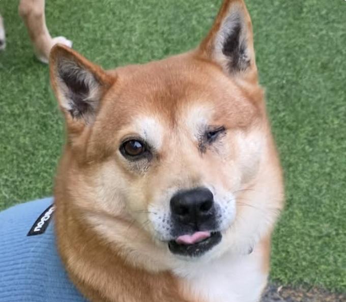 Enlarge Bomi, a ADOPTABLE mixed breed in San Francisco, CA image 1/1