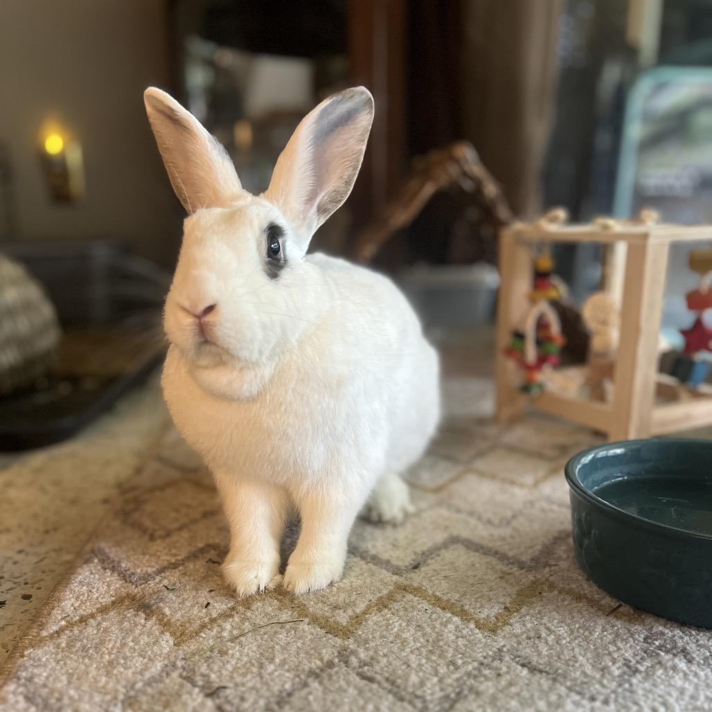 Enlarge Noel, a Adoptable mixed breed in Miami, FL image 1/6