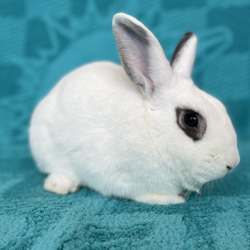 Enlarge Noel, a Adoptable mixed breed in Miami, FL image 2/6