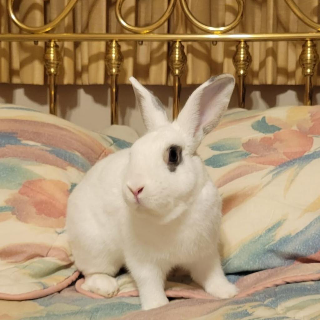 Enlarge Noel, a Adoptable mixed breed in Miami, FL image 3/6