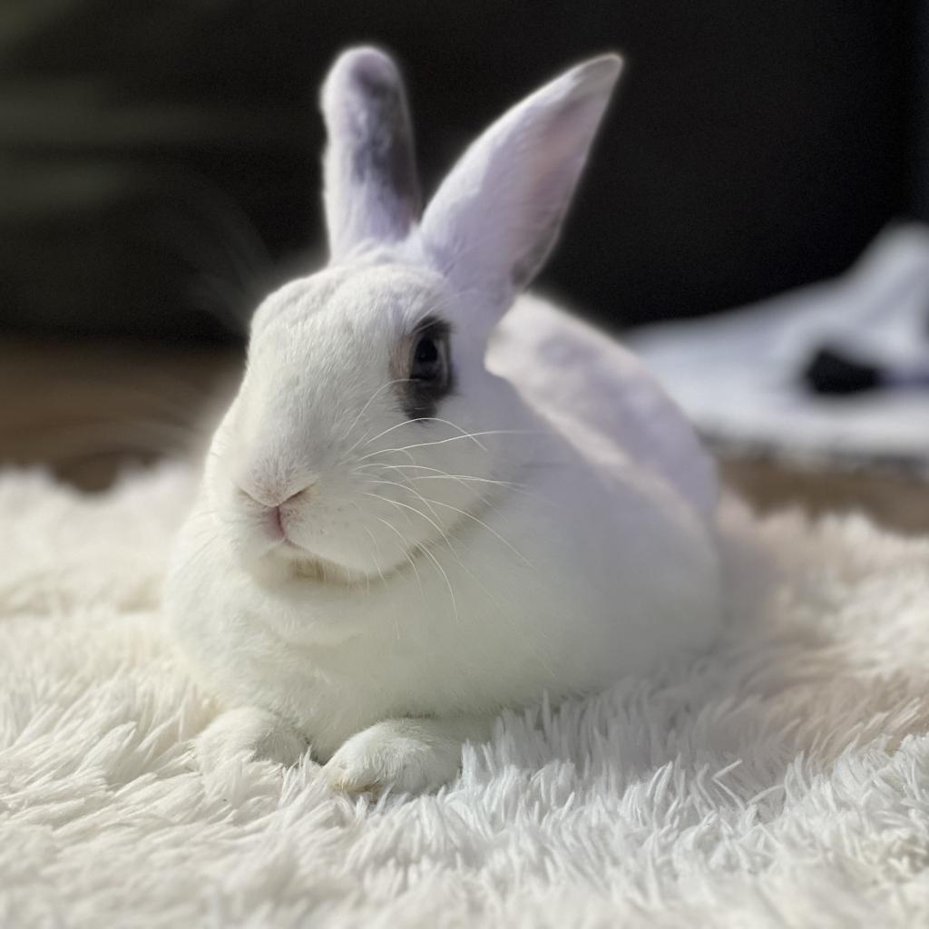 Enlarge Noel, a Adoptable mixed breed in Miami, FL image 4/6