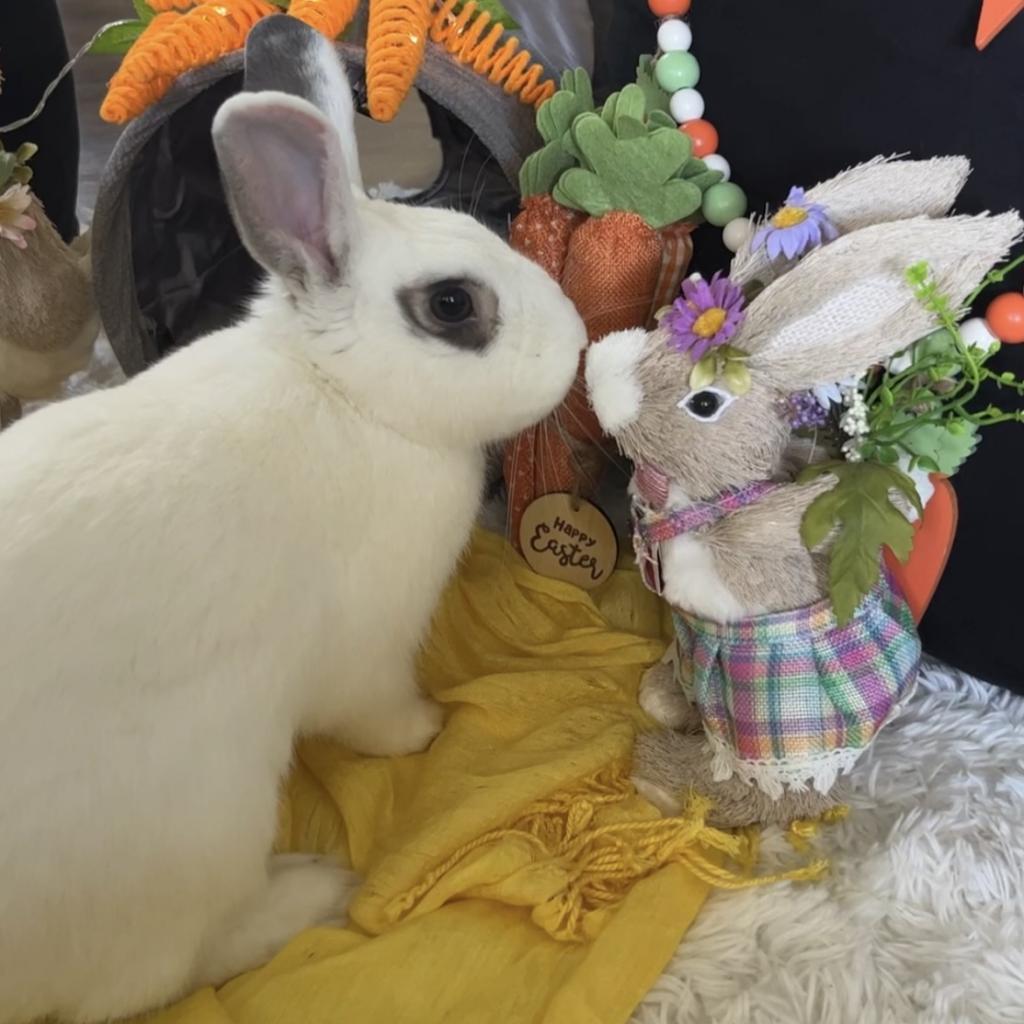 Enlarge Noel, a Adoptable mixed breed in Miami, FL image 6/6