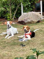 Eddie, Adopted, Adult Male Hound.