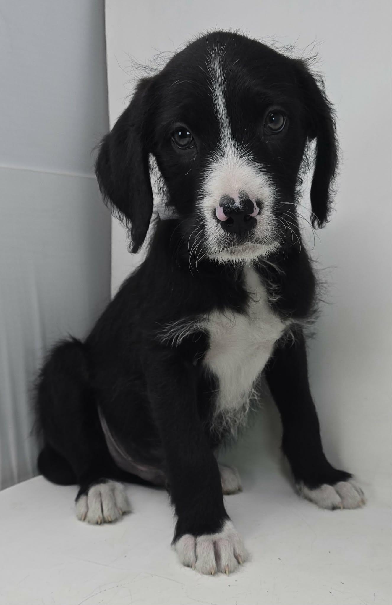 Enlarge Zestful, a ADOPTABLE mixed breed in New York, NY image 3/3