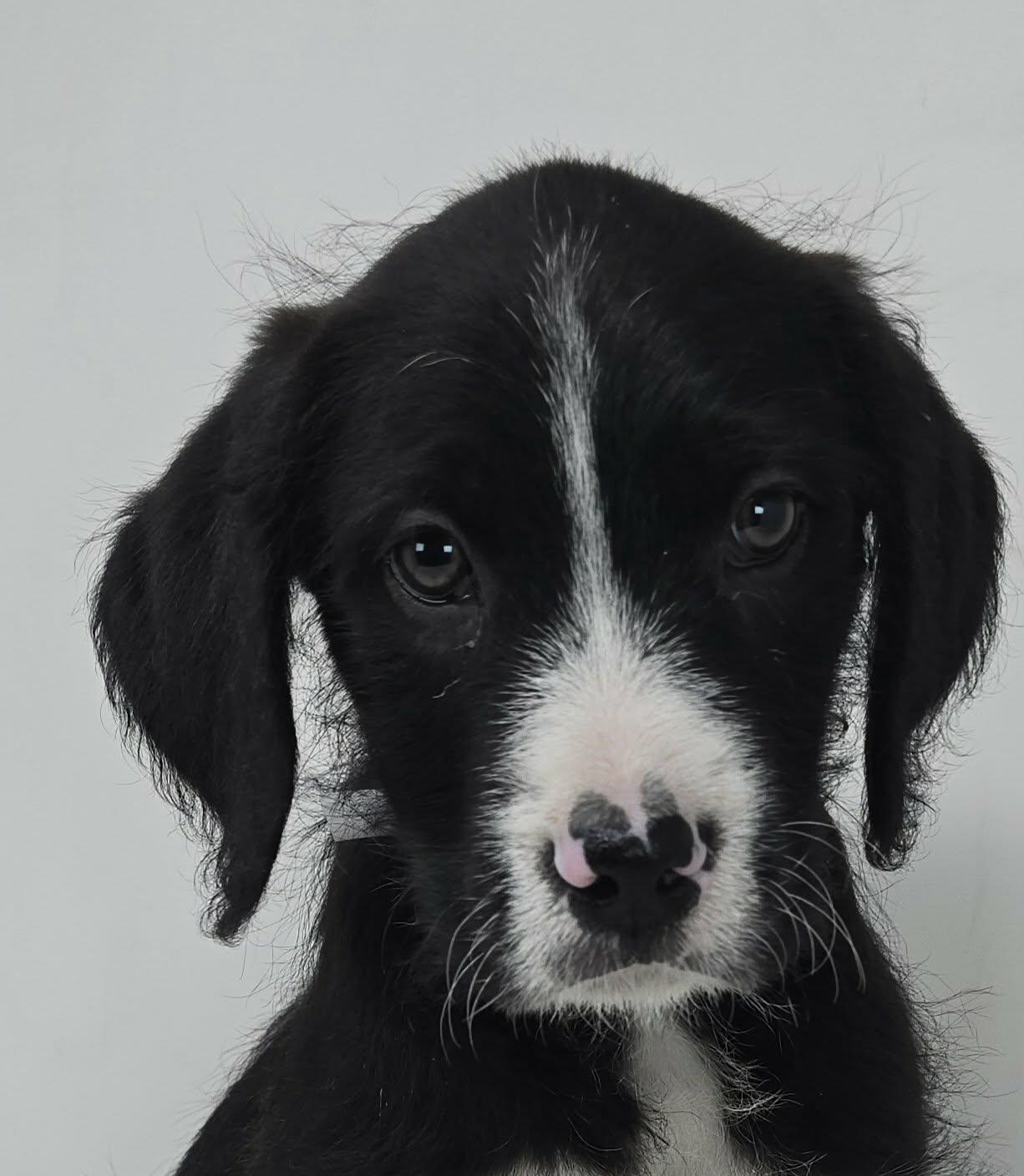 Enlarge Zestful, a ADOPTABLE mixed breed in New York, NY image 2/3