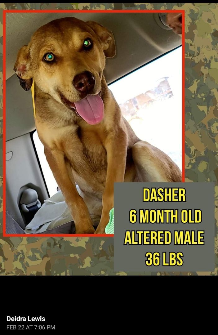 Dasher, a Adoptable mixed breed in Kermit, TX image 1/4