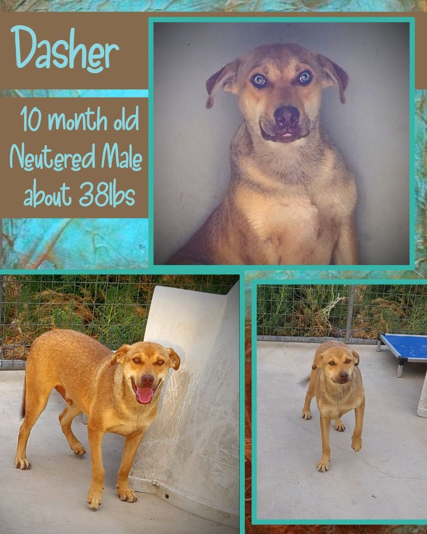 Dasher, a Adoptable mixed breed in Kermit, TX image 2/4