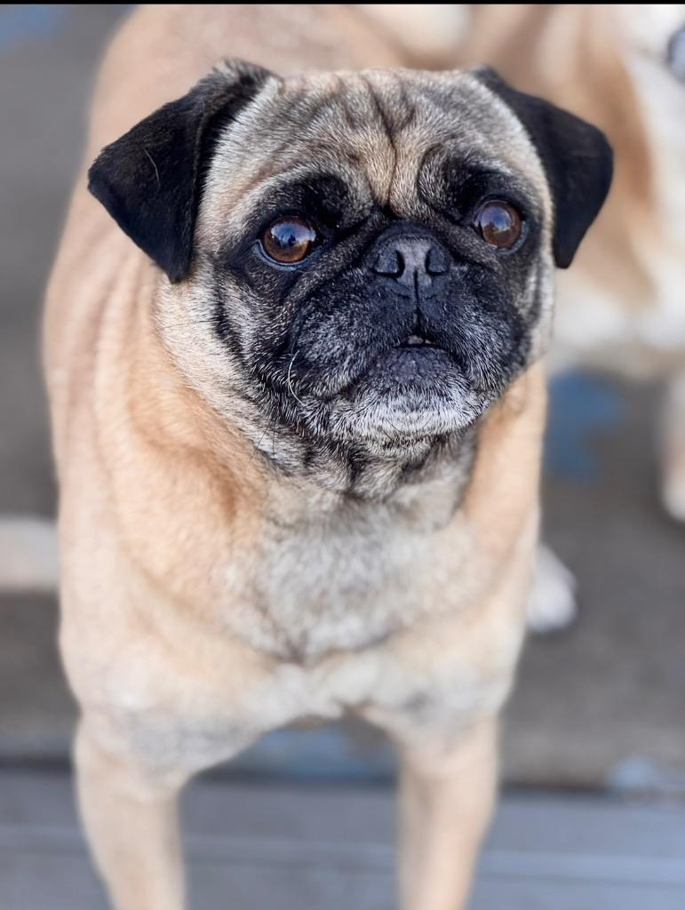 Gus, Adoptable, Adult Male Pug.