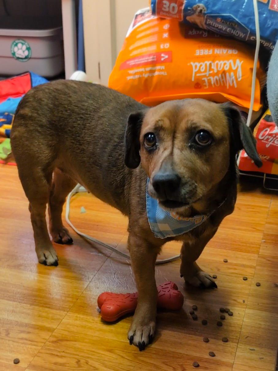 Zoey, a Adoptable mixed breed in Mobile, AL image 2/2