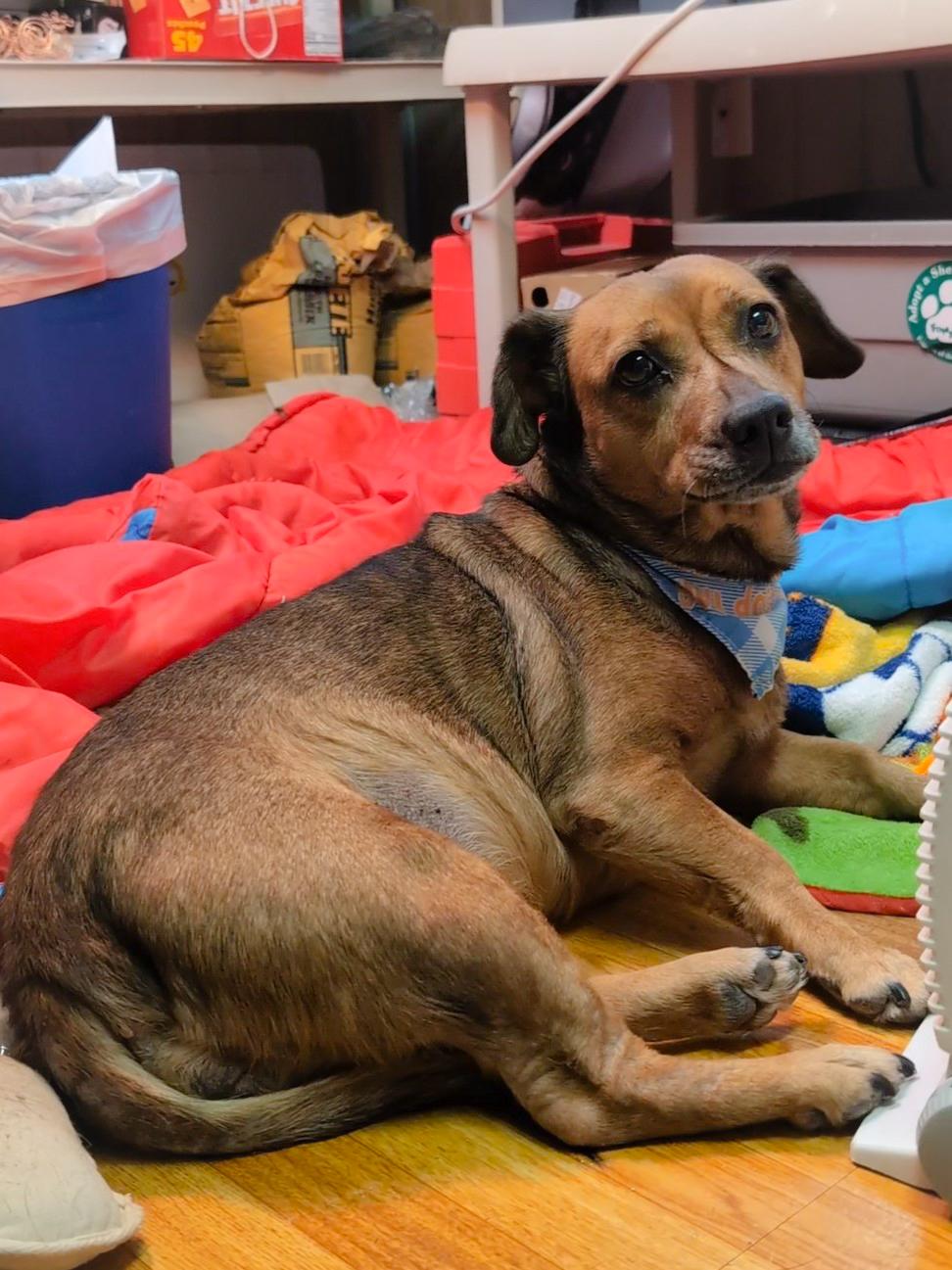 Zoey, Adoptable, Adult Female Basset Hound & Black Mouth Cur.
