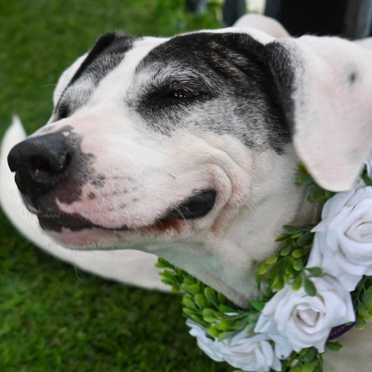 Enlarge Pandora, a Adoptable mixed breed in San Antonio, TX image 1/6