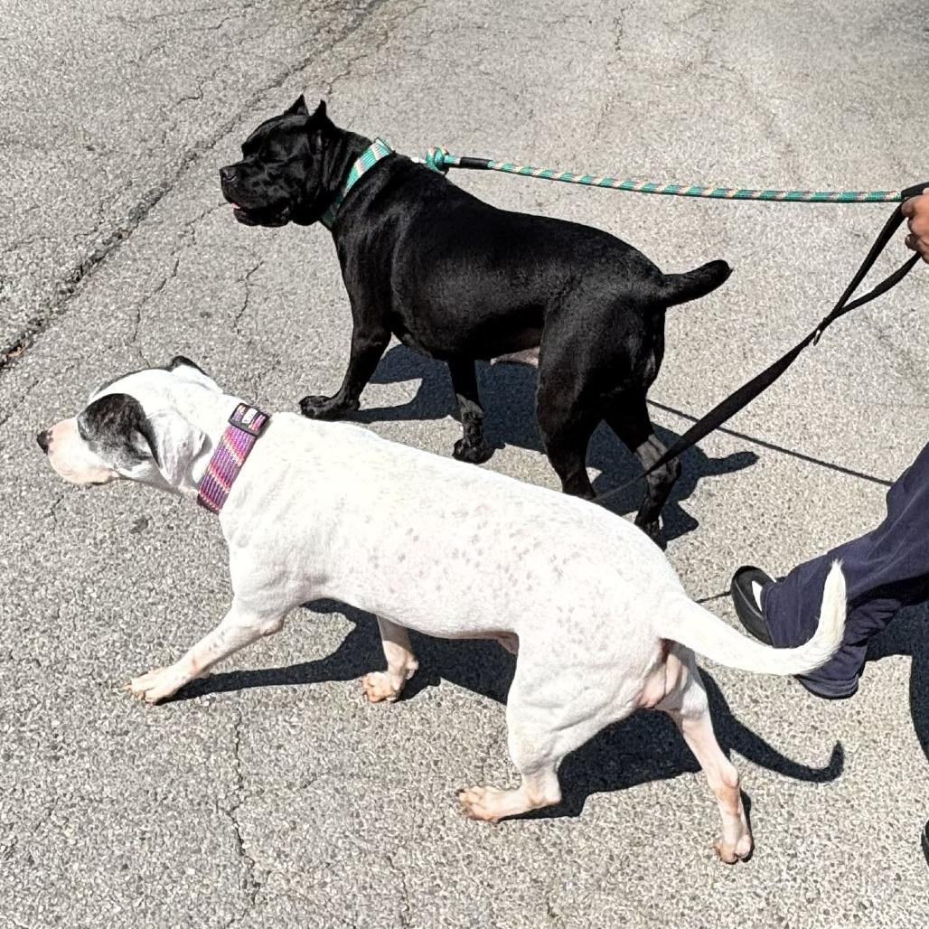 Enlarge Pandora, a Adoptable mixed breed in San Antonio, TX image 2/6