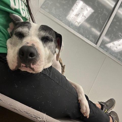 Enlarge Pandora, a Adoptable mixed breed in San Antonio, TX image 3/6