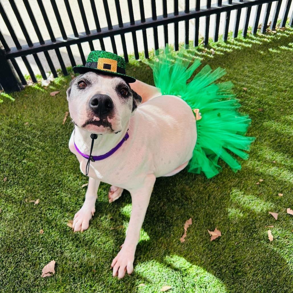 Enlarge Pandora, a Adoptable mixed breed in San Antonio, TX image 4/6