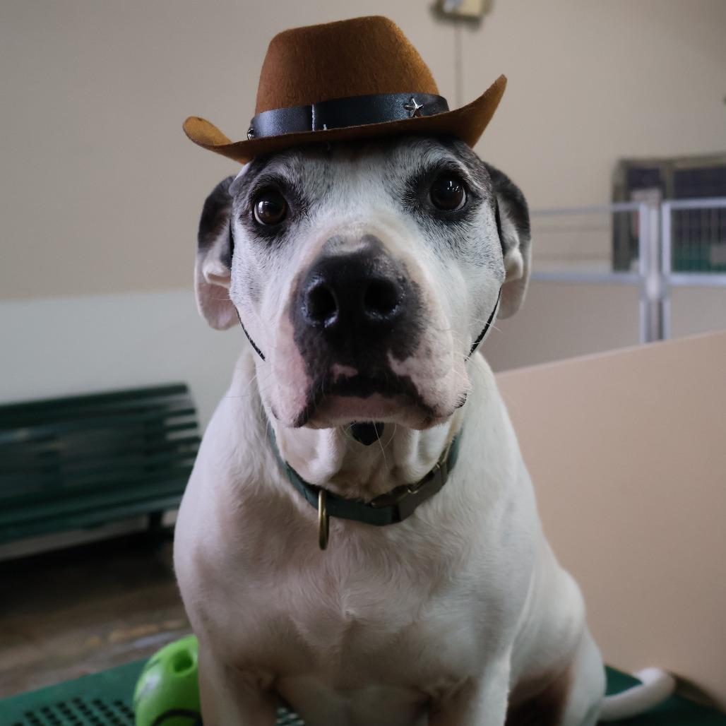 Enlarge Pandora, a Adoptable mixed breed in San Antonio, TX image 5/6