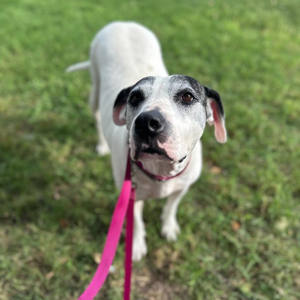 Enlarge Pandora, a Adoptable mixed breed in San Antonio, TX image 6/6