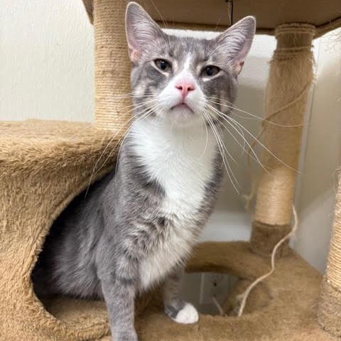 Enlarge Gus, a Adoptable Domestic Short Hair in Centralia, IL image 1/3