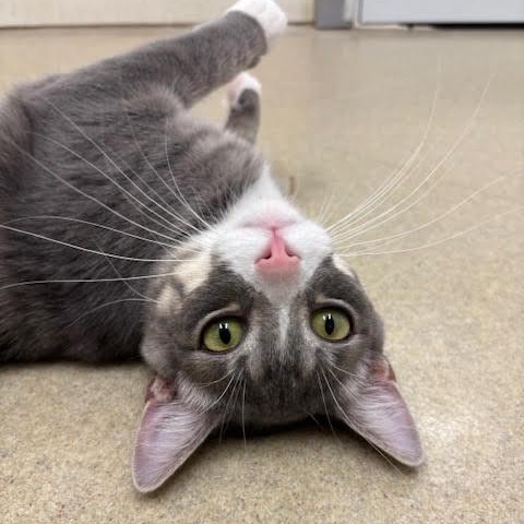 Enlarge Gus, a Adoptable Domestic Short Hair in Centralia, IL image 2/3