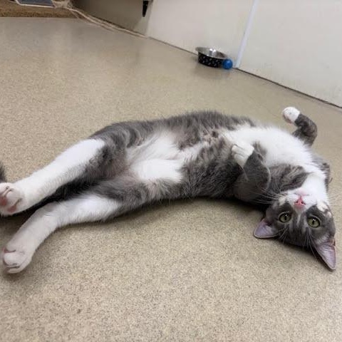 Enlarge Gus, a Adoptable Domestic Short Hair in Centralia, IL image 3/3