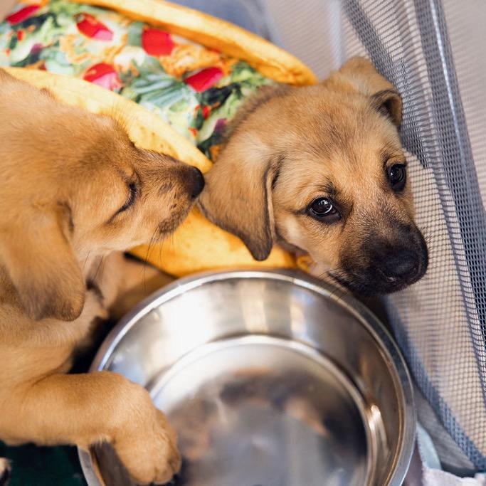 Timo Meier, Adoptable, Puppy Female Hound & Mixed Breed.