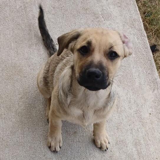 Timo Meier, a Adoptable mixed breed in Huntington, WV image 2/5