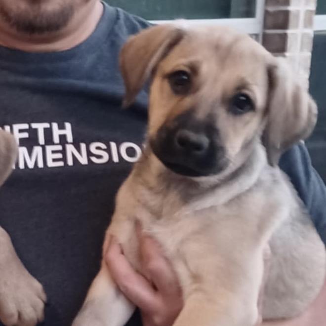 Timo Meier, a Adoptable mixed breed in Huntington, WV image 3/5