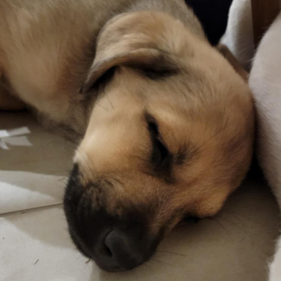 Timo Meier, a Adoptable mixed breed in Huntington, WV image 4/5