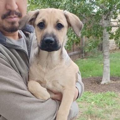 Timo Meier, a Adoptable mixed breed in Huntington, WV image 5/5