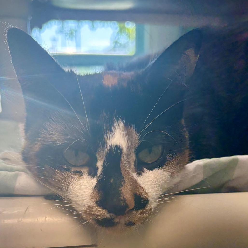 Enlarge Niblet, a Adoptable Domestic Short Hair in East Hanover, NJ image 1/6
